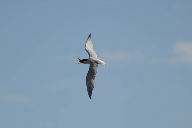 Sterne caspienne / Caspian Tern